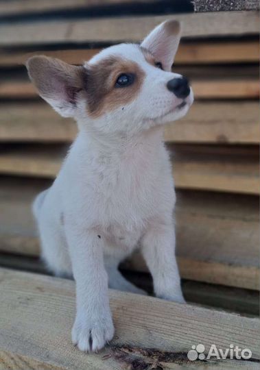 Щенки в добрые руки