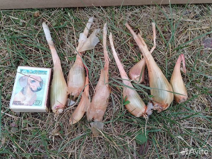 Лук семейный на зелень. Луковицы