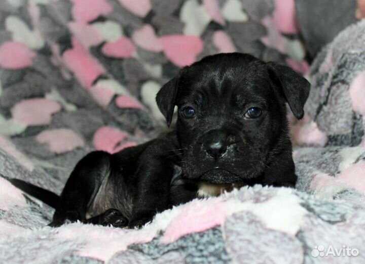 Черная девочка кане корсо, оранжевая лента