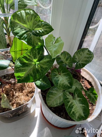 Комнатные растения