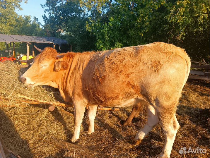 Телка на мясо