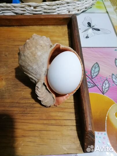 Ракушка рапан