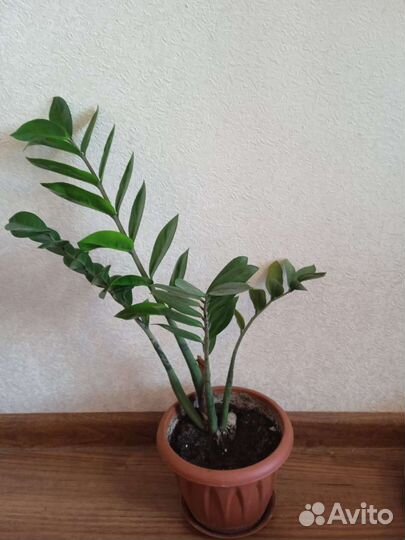 Замиокулькас