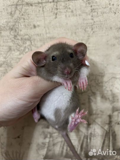 Ручные Крысята Дамбо.Доставка