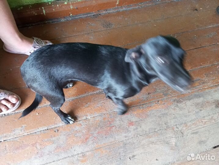 Продам сучку мелкой породы.Не дворняга