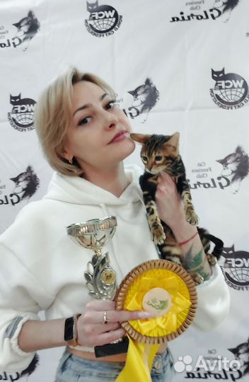 Бенгальские котята