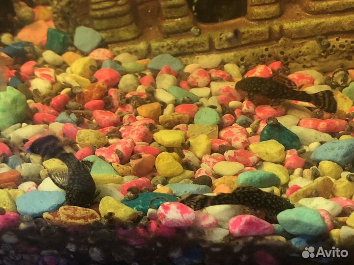 Сомики анциструсы