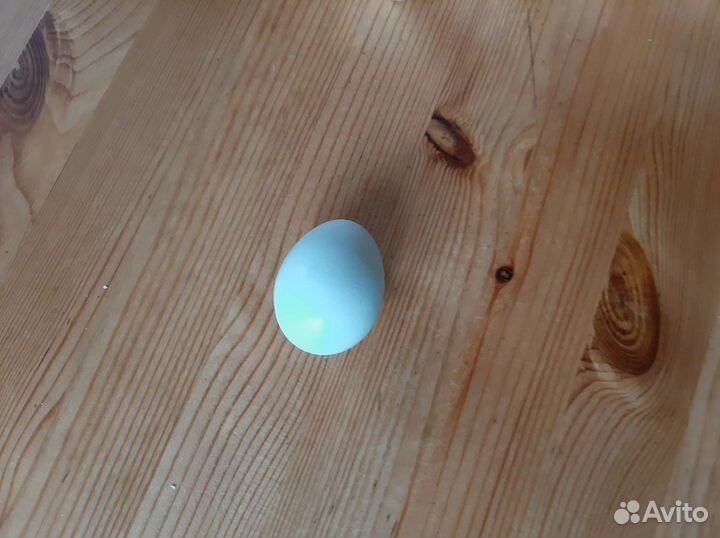 Инкубационное яйцо амераукана