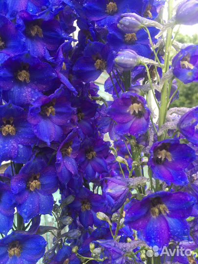 Золотые шары и другие садовые цветы