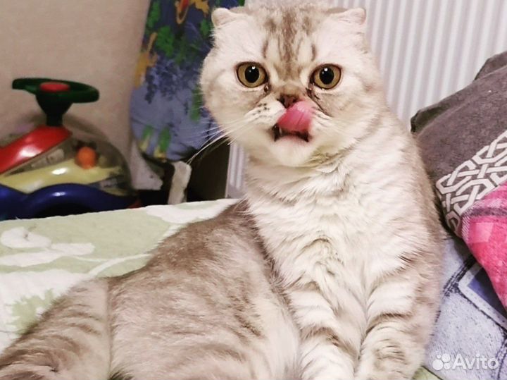 Кошка вислоухая плюшевая