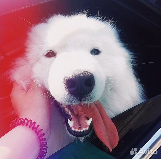 Передержка животных, (собаки, кошки)