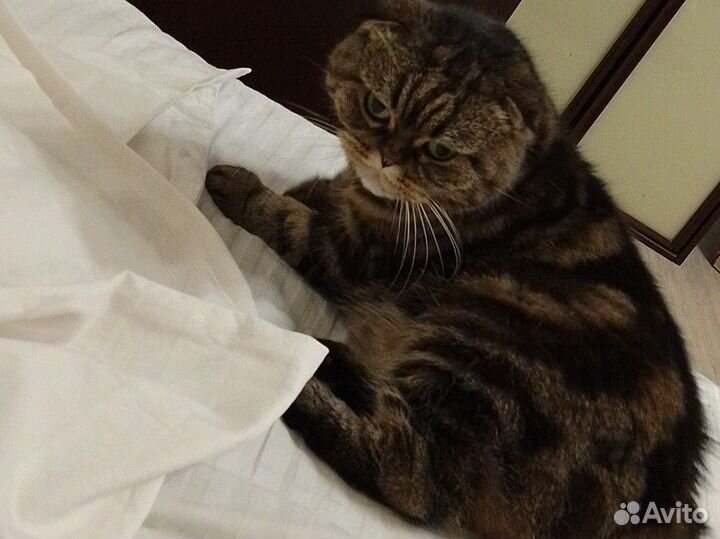 Кошечка в добрые руки