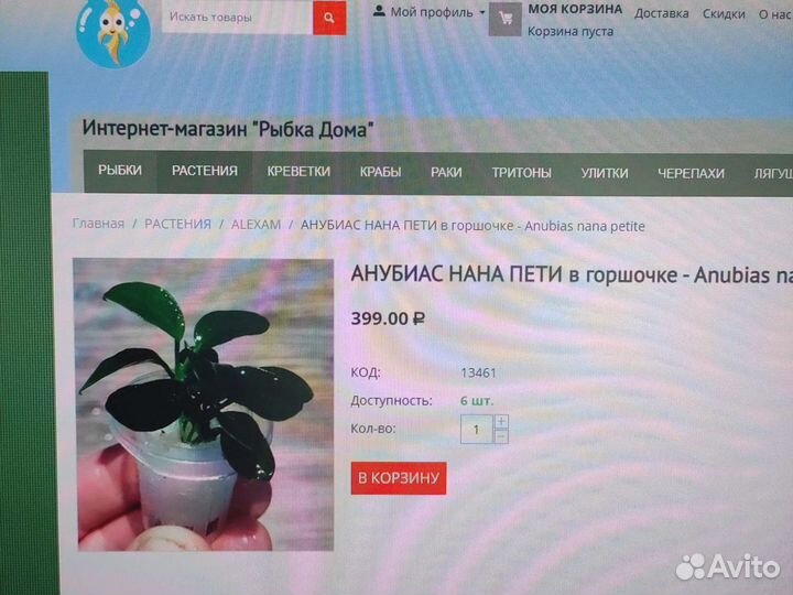 Анубиас нана пети в горшочке