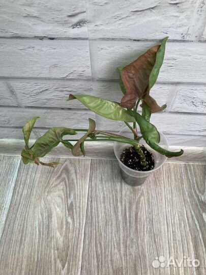 Сингониум неон пинк