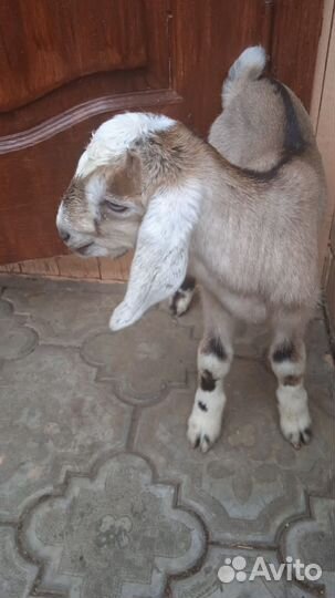 Козлята нубийские чистокровные