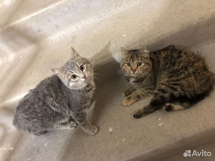 Котята в дар