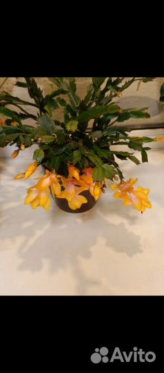 Декабрист желтый