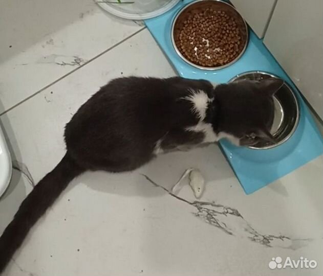 Самсон Котёнок 9 месяцев кастрированный