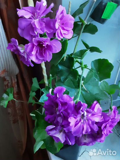 Пеларгонии