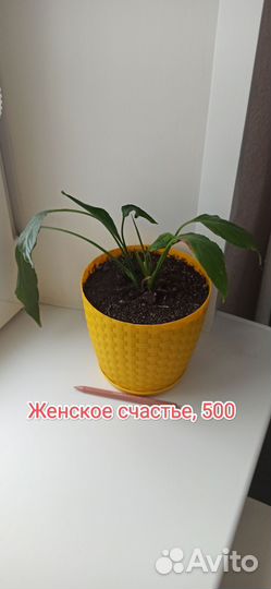 Женское счастье