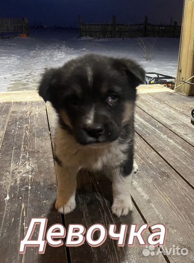 Щенки в добрые руки