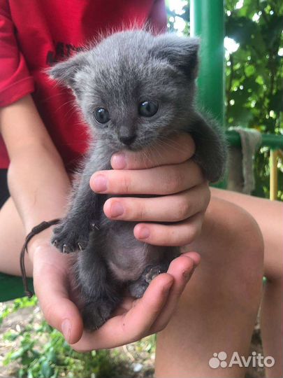 Котята в добрые руки бесплатно