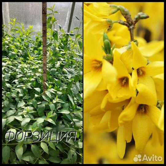 Кустики на доращивание