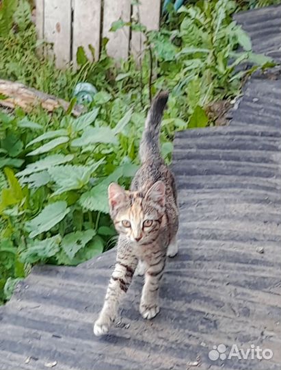 Кошки в добрые руки