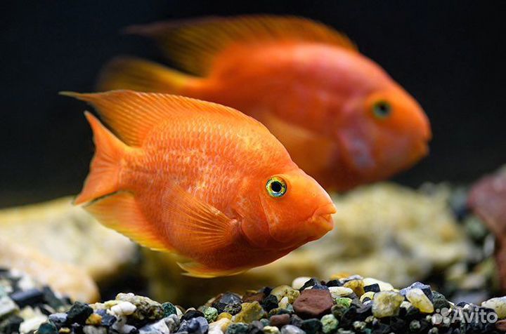 Рыба Попугай, Голубой дельфин