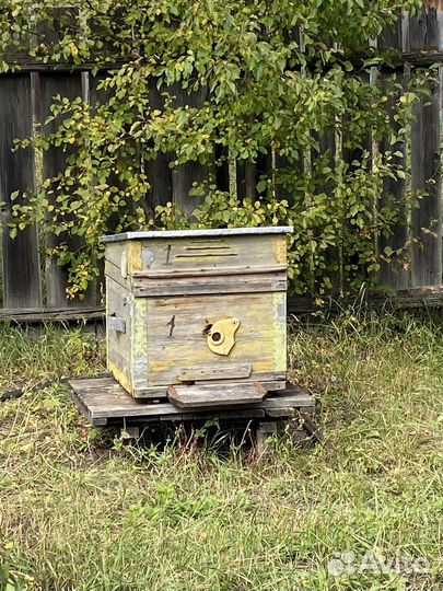 Улья и пчёлы