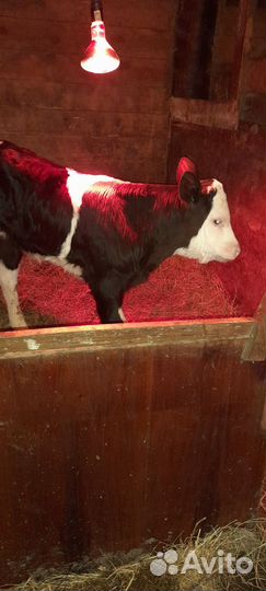 Телята бычки