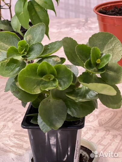 Эпипремнум