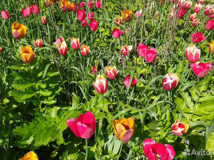 Луковицы тюльпанов