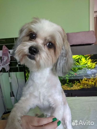 Стрижка кошек и собак, груминг