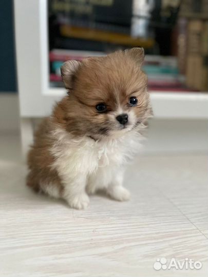 Щенки шпица