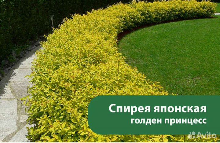 Форзиция, спирея,рябинник