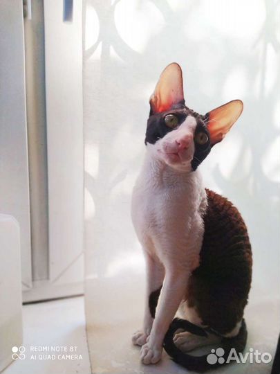 Вязка. Побалуйте вашу кошечку