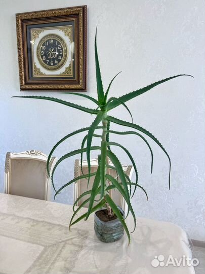 Алоэ лечебный