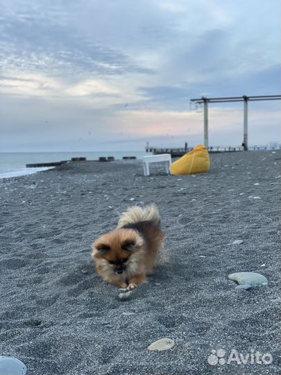 Шпиц на вязку девочка