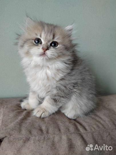 Британские котята