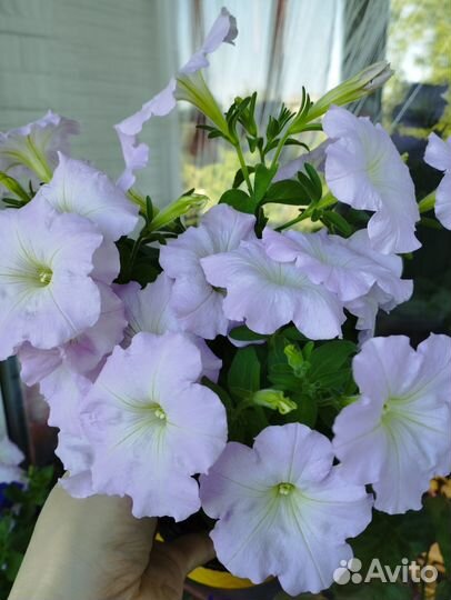 Рассада петунии