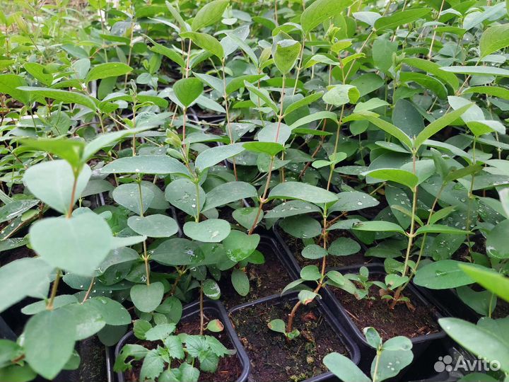 Жимолость дочь великана