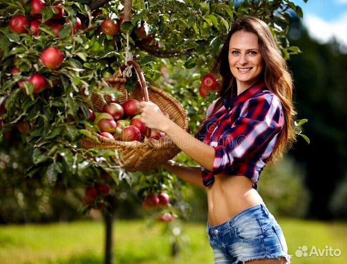 Рабочий. Сборщик яблок