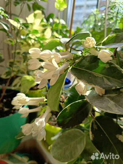 Стефанотис вариегатный, жасмин