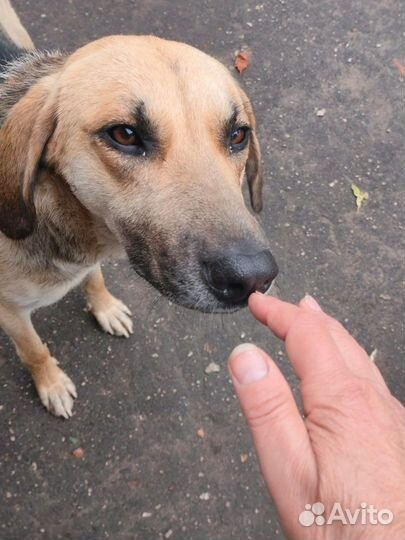 Собака в добрые руки