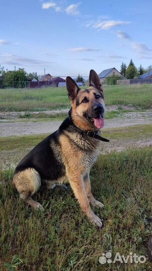 Вео кобель вязка