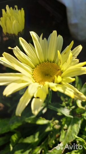 Банановая ромашка