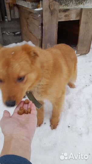 Щенок 5 мес. Мальчик