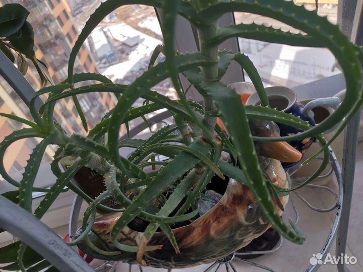 Фикус бенджамина