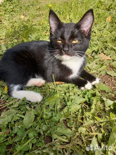 Котята Отдам в добрые руки
